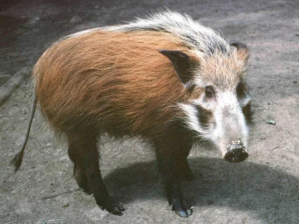 Rooibosvark (Bosvark) (Potamochoerus larvatus), 4 of 6