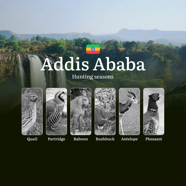 Hunting Seasons in Ethiopia, Features of the ADDIS ABABA Region: Time and Dates, Prohibited Species and Legal Restrictions
Hunting in the Addis Ababa region is not just