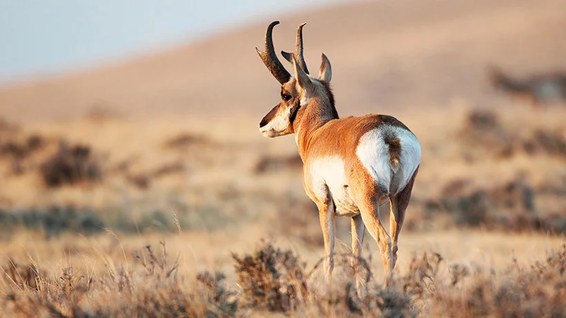 Over 300 miles of fencing removed to benefit Nevada antelope
For the past decade, volunteers have worked to remove one of the major impediments facing antelope along the