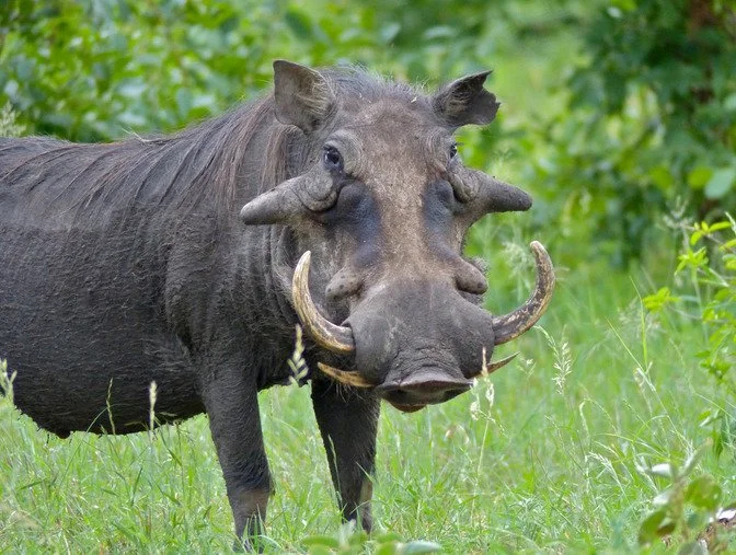 Warrewarrel (Bosvark) (Phacochoerus africanus), 3 of 5