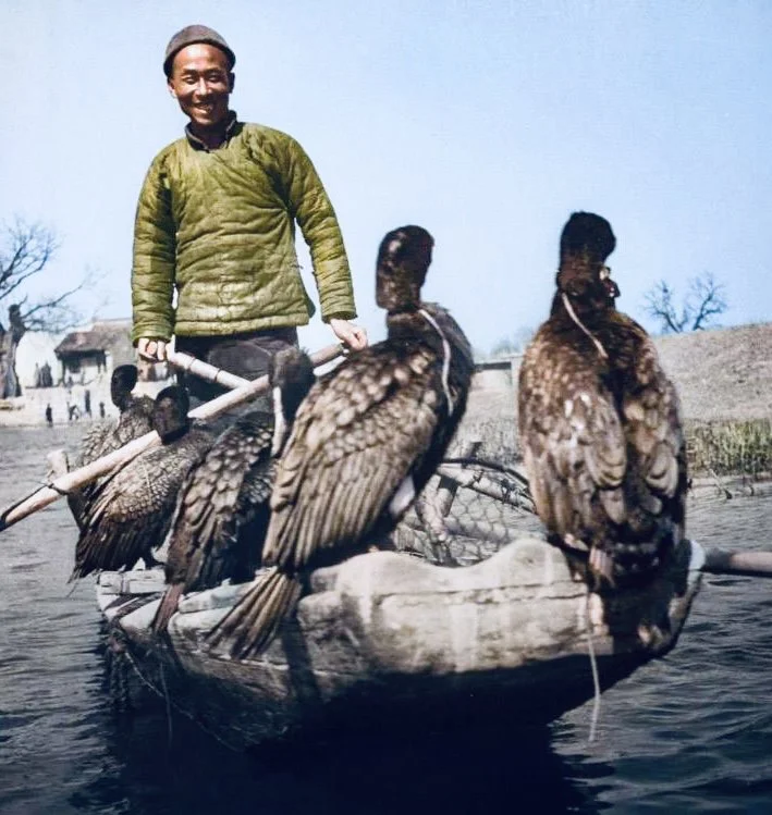 Hunting with cormorants. China 1949.
Mankind has learned to attract animals to its hunting a long time ago. Falconry existed in the Middle Ages, and greyhounds, hounds,