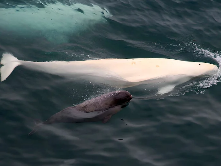 Dzīvnieks Beluga (Delphinapterus leucas)