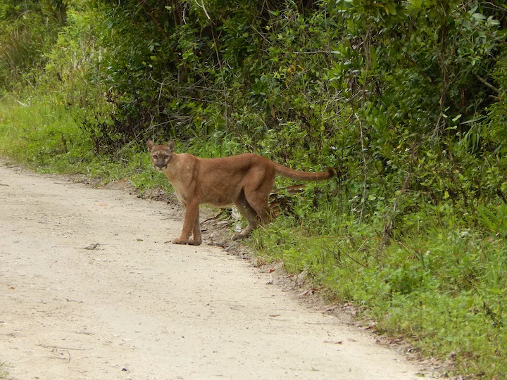 Rocky Mountain Puma (Rocky Mountain Cougar) (Puma concolor hippolestes)