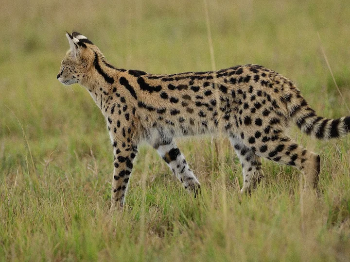 Gatto servalo