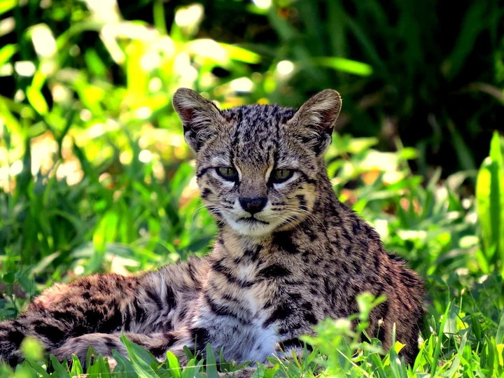 Geoffroy-se kat