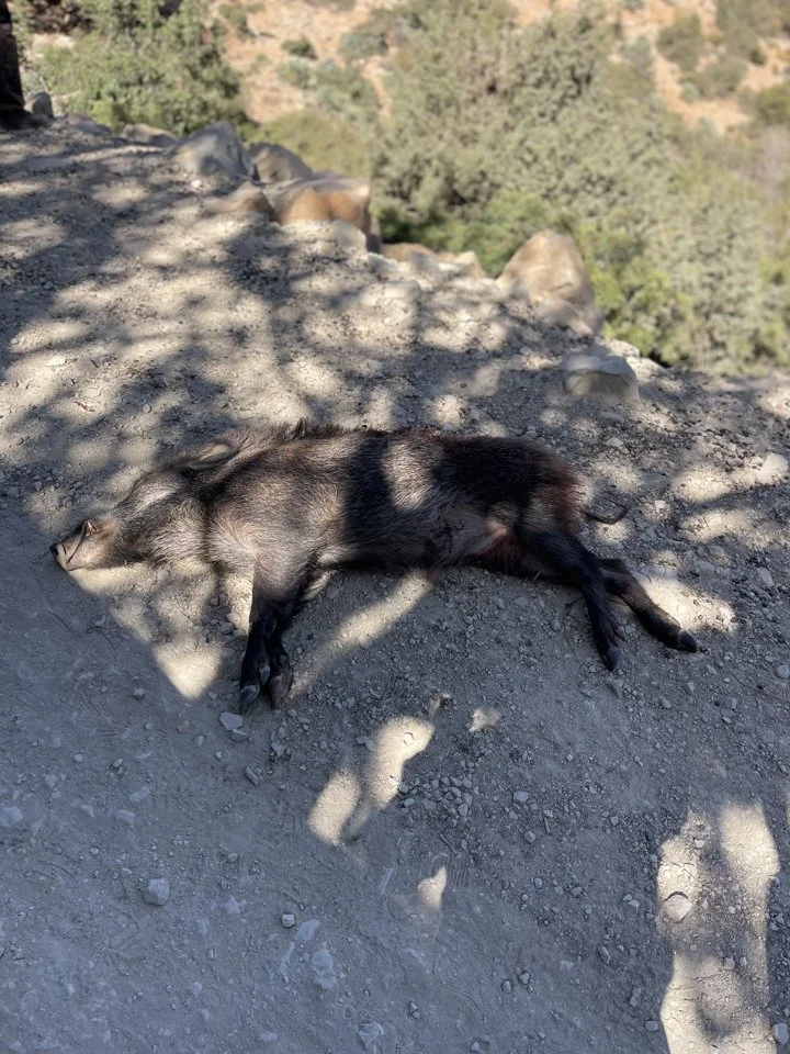 Chasse au Maroc: Animaux Chassés au Maroc partie 2

Le Maroc est un lieu de chasse diversifié, offrant aux chasseurs une variété d'animaux à traquer. Voici quelques-unes 