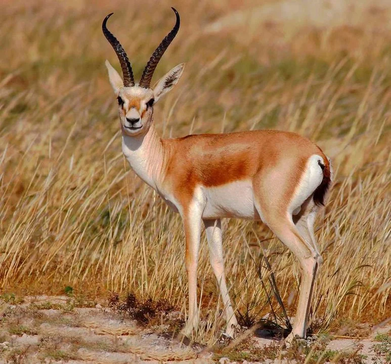 Hunting Burkina Faso: Wildlife and Hunting Heritage,  Hunting Methodology & Terrain