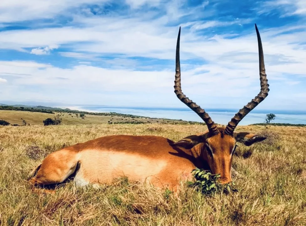 Driven Hunts in South Africa: A Hunter's Guide