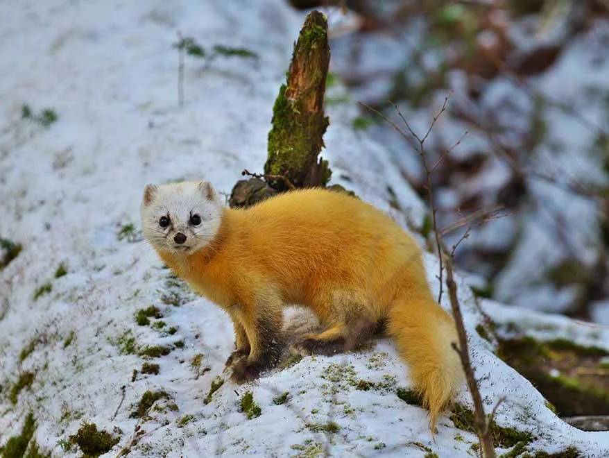 Japanski sable-predstavnik je obitelji mustelida i smatra se grabežljivim sisavcem. Sibirski sable praktički se ne razlikuje od svog kolege, osim po staništu.

Ovaj grabe