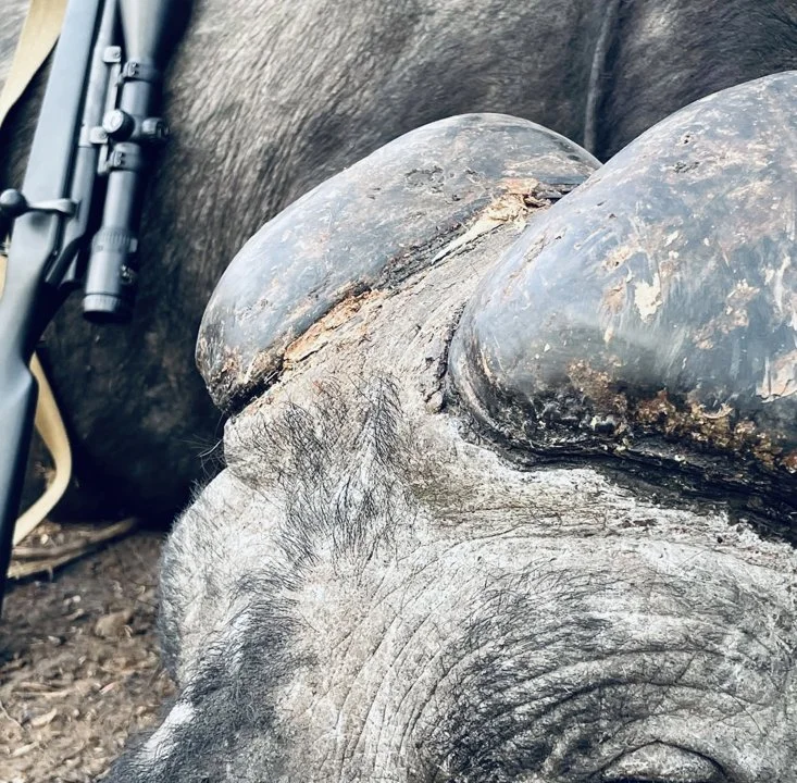 Buffalo Hunting in Mozambique: methods, season, areas, price.
