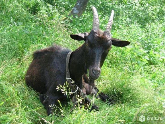Capra neagra,( Rupicapra rupicapra), in numar de cateva sute de exemplare, este protejata de lege si este o adevarata mandrie a tarii noastre, salasluieste pe crestele