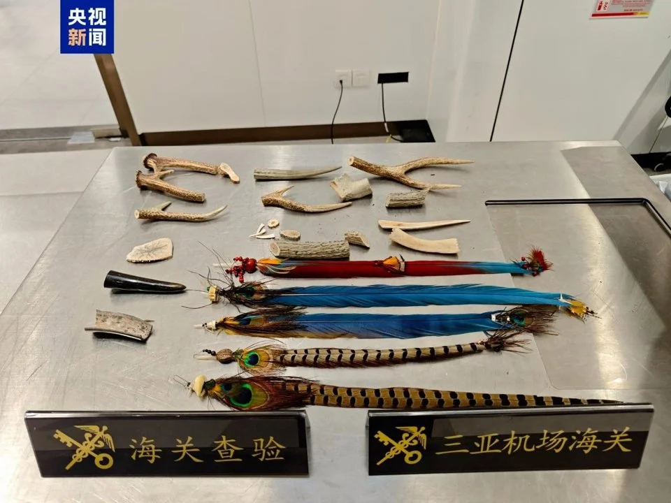 三亚机场海关重拳出击!查获27件濒危野生动物制品,细节曝光! 三亚机场海关重拳出击!查获27件濒危野生动物制品,细节曝光!