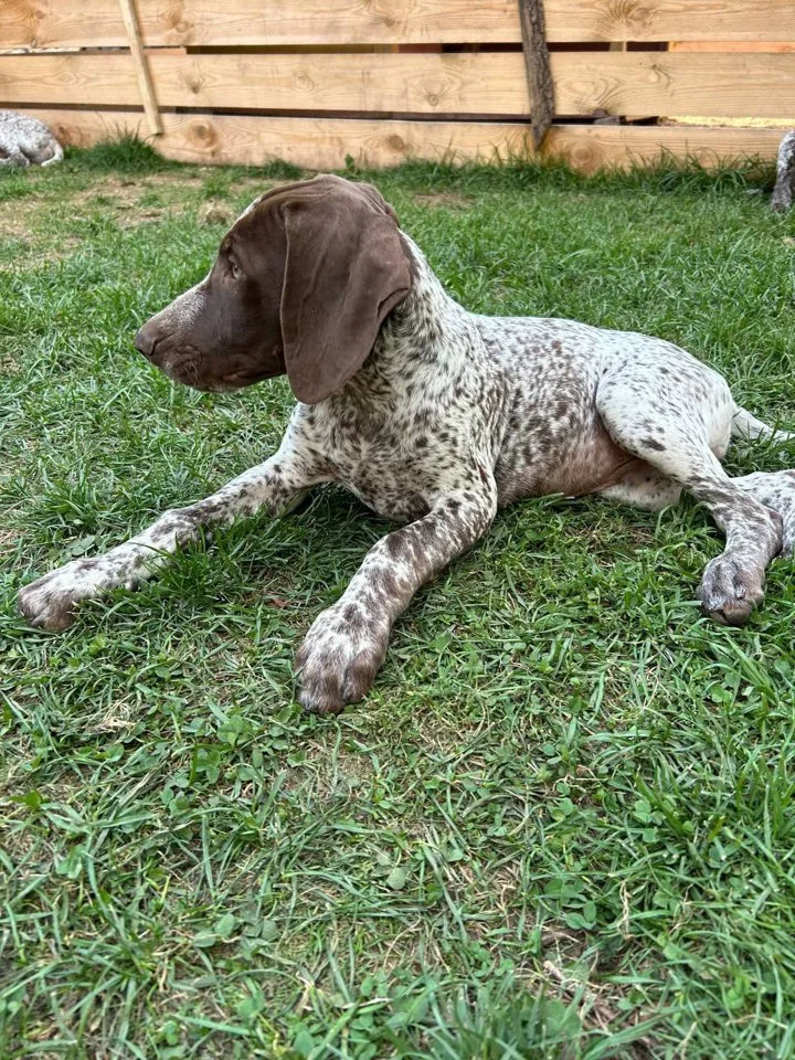 The German Shorthaired Pointer Puppy: Characteristics, Care, and Training for Hunting

The German Shorthaired Pointer (GSP) is a versatile and energetic breed, known for 
