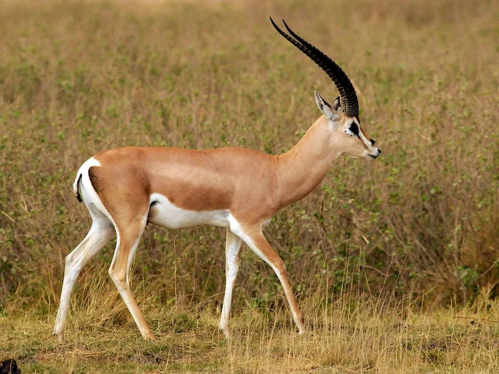 Grantgazelle (Robertse grantgazelle) (Nanger granti robertsi), 2 of 3