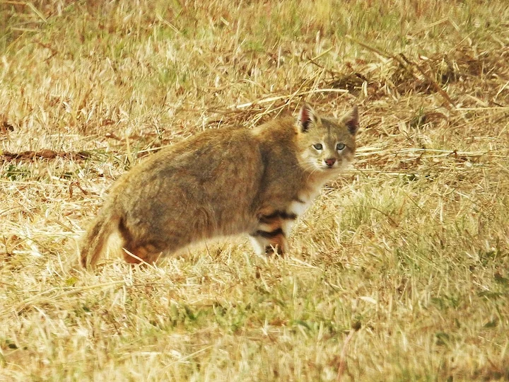 Колоколо