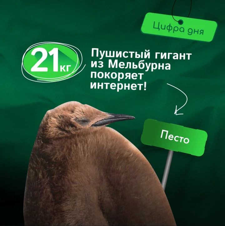 Познакомьтесь с Песто - самым очаровательным пухлячком Австралии!