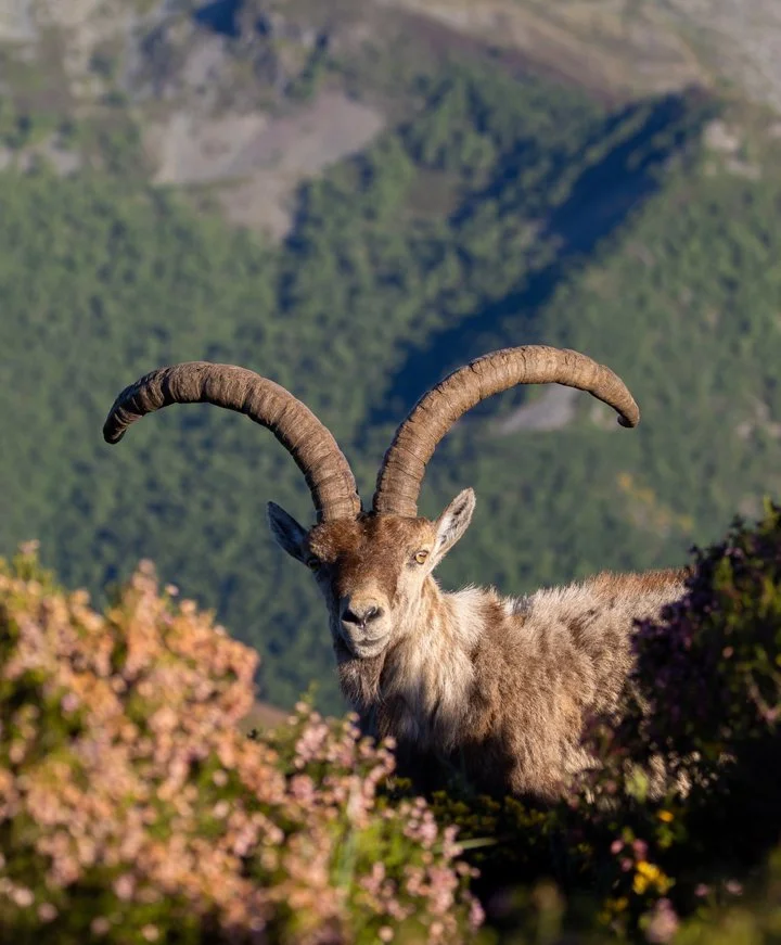 Պիրենեյան այծ (Իբերական այծ) (Capra pyrenaica), 2 of 3