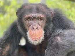 As the Central African market for bushmeat expands, great ape poaching is now reaching crisis point, with over 3,000 apes illegally killed or stolen from the wild each ye
