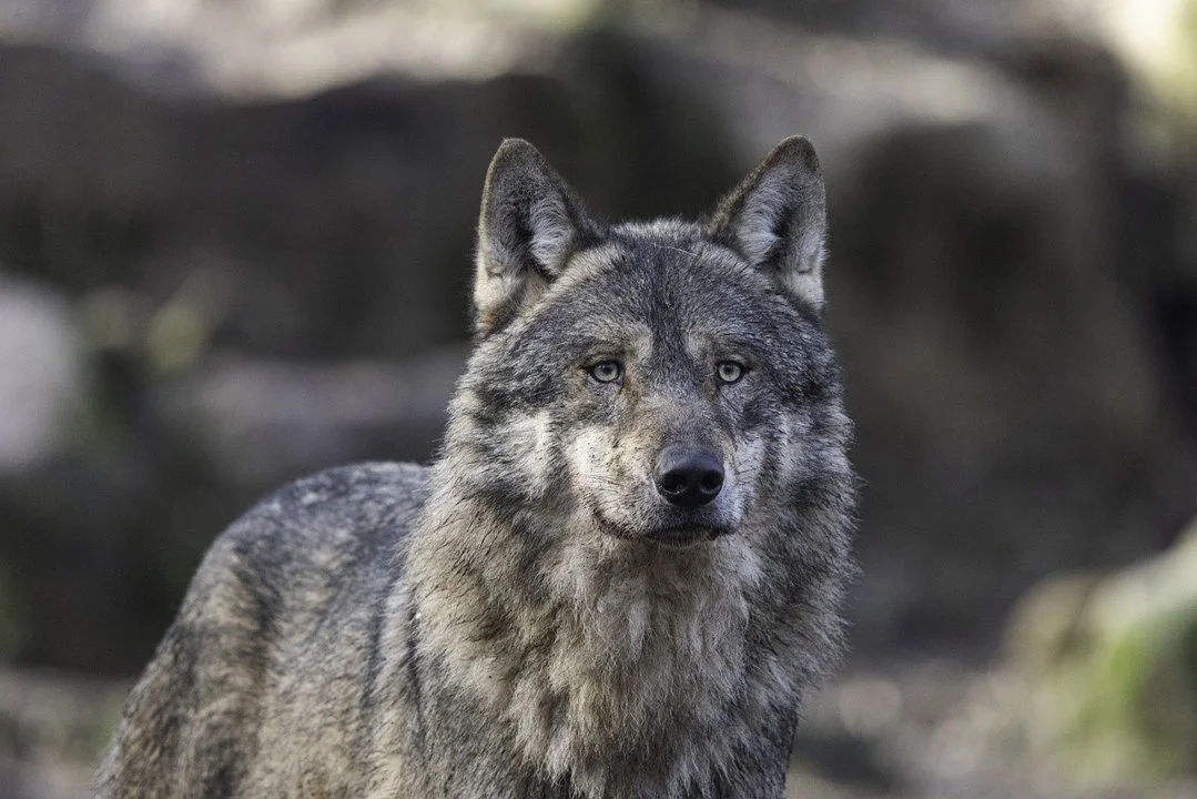 Finland Opens Regulated Wolf Hunting in 2026: What Hunters Need to Know