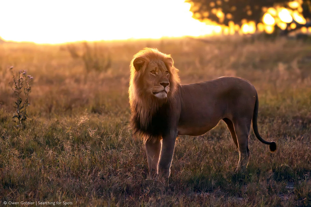 Hunting in Bubye Valley, Zimbabwe: Explore the Local Wildlife and Hunting Seasons of the Area
Bubye Valley, located in the southern part of Zimbabwe, is a premier desti
