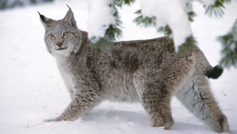 Lynx hunting requires careful preparation
If you intend to go lynx hunting, you should start tracking lynx movements immediately after the first snowfall. This way the hu