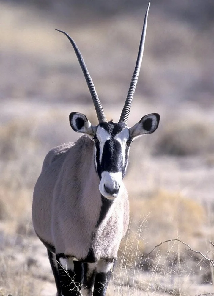 Oryx Hunting in Africa: A Comprehensive Guide for the Discerning Hunter
The Oryx. A creature synonymous with the vast, arid landscapes of Africa. Its striking markings