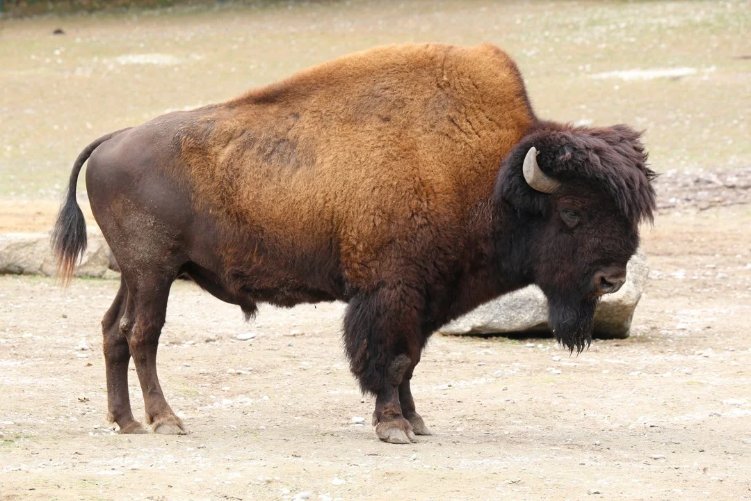 Amerikaanse bison (Woodbison)