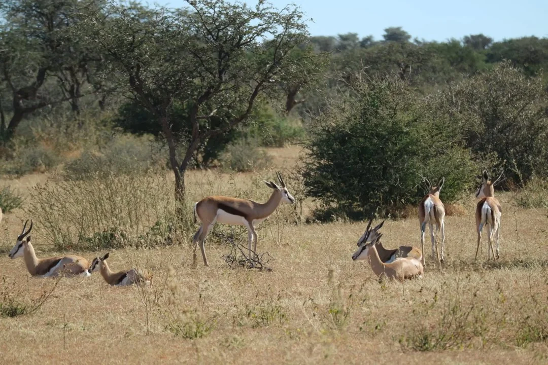 Springbok Population Control in the Northern Cape: Ethical Culling, Conservation Hunting, and the Realities of Land Management in South Africa

Geography and Natural Feat