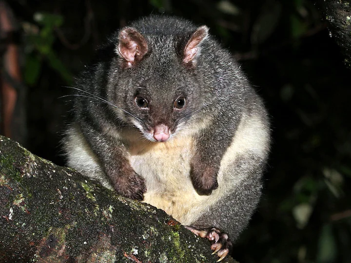 Bergborststertpossum
