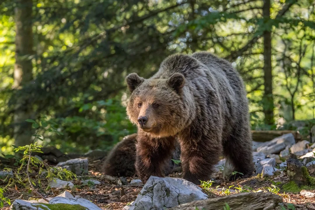 Եվրոպական սուրճ (Սուրճ) (Ursus arctos arctos), 1 of 3