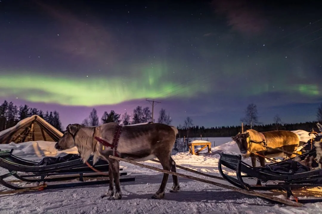 Discover Rovaniemi Hunting: Geography, Demographics, Legislation, Laws, and Unique Traditions