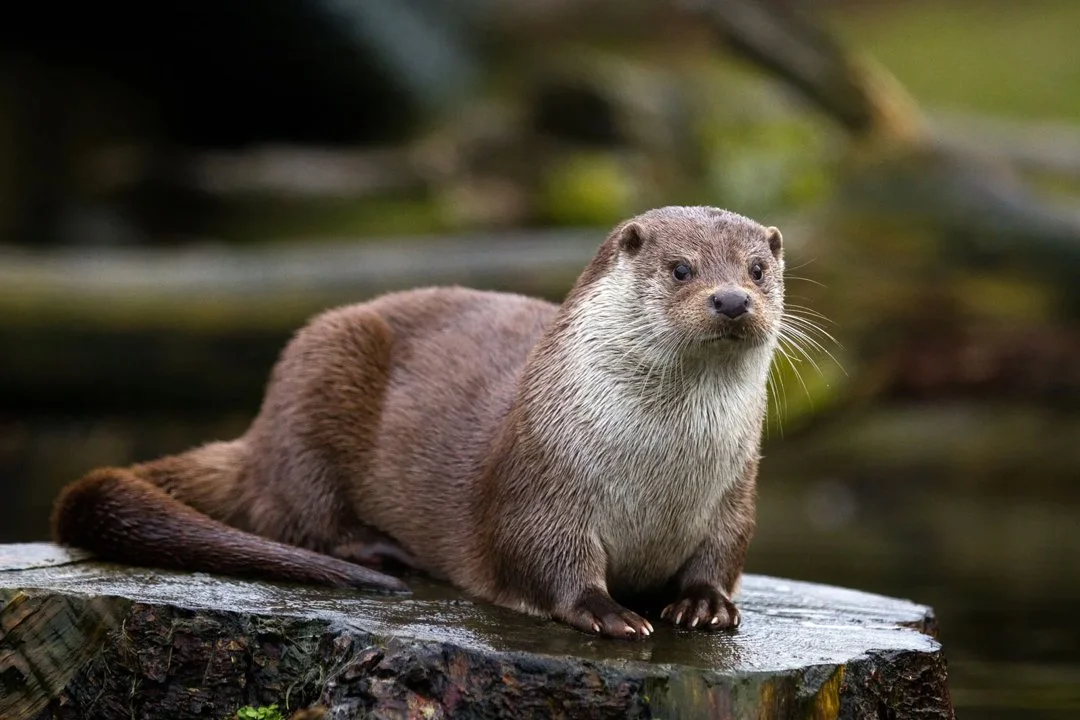 Surprising Otter Sighting at Osby Town Hall! Wildlife Expert Confirms Rare Visit
Incredible but true! An otter spotted outside Osby Kommunhus. Expert analysis and what t