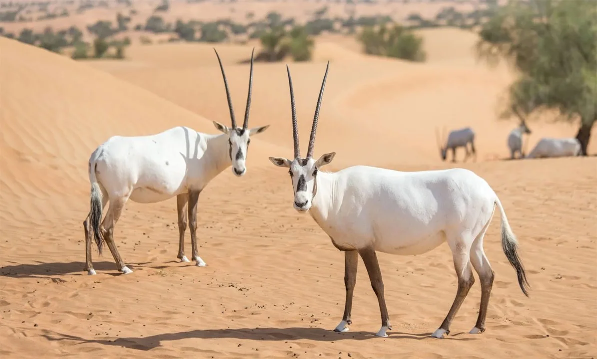 Սպիտակ օրիքս (Արաբական օրիքս) (Oryx leucoryx), 4 of 5