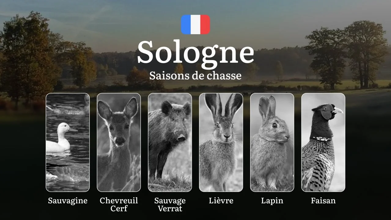 Saisons de chasse en SOLOGNE: Dates d'Ouverture et Fermeture, Permis Indispensables, Règles Locales et Périodes Clés
Niché au cœur de la France, le territoire de Sologne