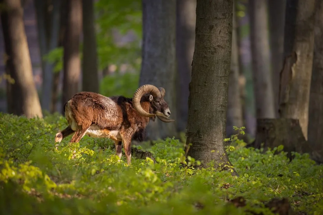 European moufflon (Ovis gmelini musimon)
Czechia - 2023/2022
Canon gear
ISO 1000 - 4000;  5,6 - 6,3; 1/500 - 1/1000