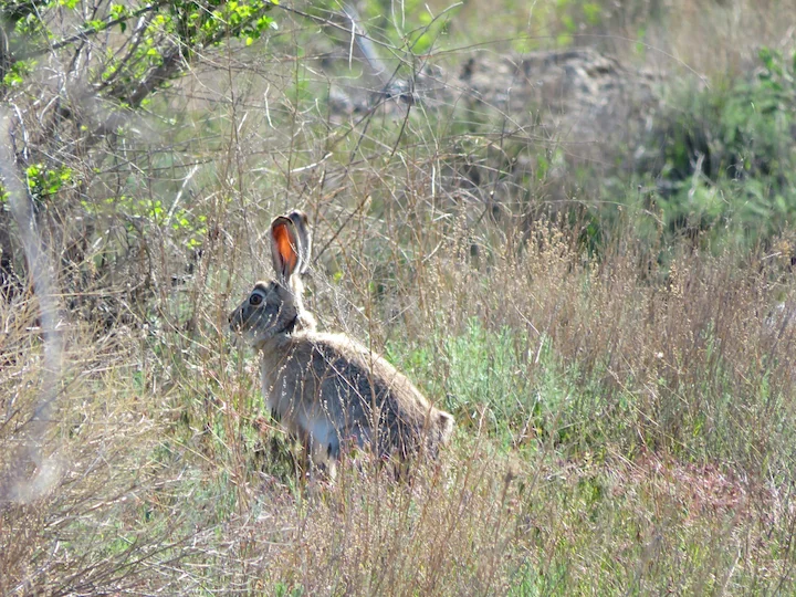 Տոլայի նապաստակ (Թոլայի նապաստակ) (Lepus tolai), 3 of 3