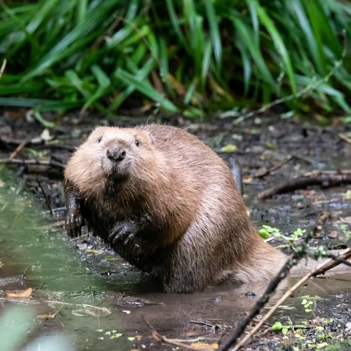 Beaver Reintroduction in Cornwall Marks Historic Step for UK Wildlife Recovery