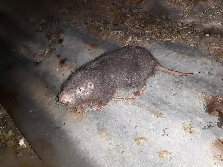 Giant Pocket Gopher (Great Pocket Gopher, Big Pocket Gopher) (Orthogeomys grandis)