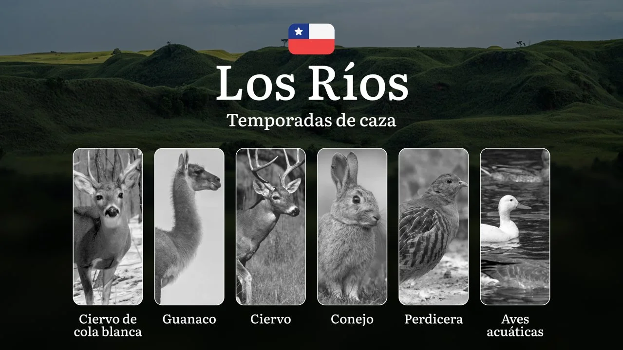 Fechas de caza en La Región de Los Ríos, Chile:normas y plazos de caza, especies protegidas y restricciones legales, una licencia de caza

Normas y plazos de caza en la R