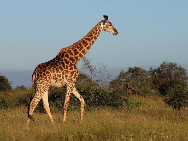 Giraff (Giraffen) (Giraffa giraffa)