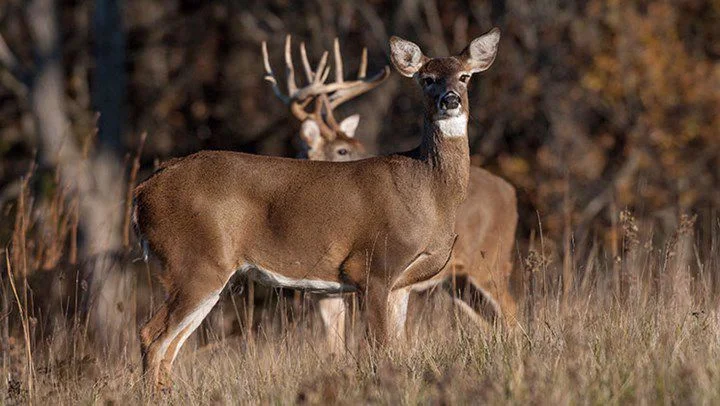 Your November Rut Playbook