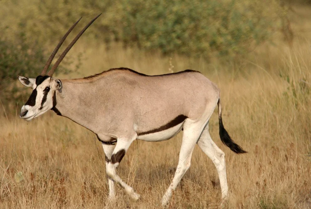 Beisa-orys (Oos-Afrikaanse orys) (Oryx beisa), 2 of 4