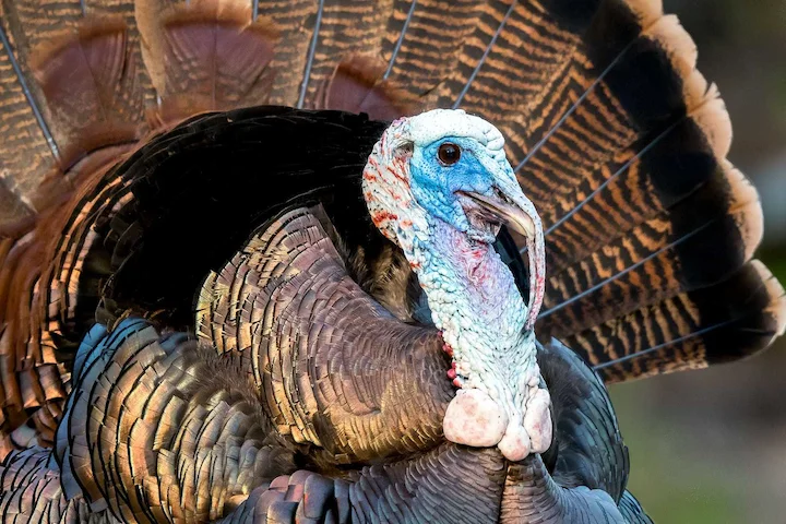 Pennsylvania Turkey Hunting 2026: Population Rebounds After Lean Years – What Hunters Need to Know