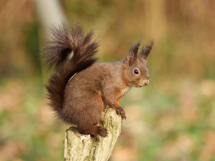 Eichhörnchen (Gemeines Eichhörnchen) (Sciurus vulgaris vulgaris)