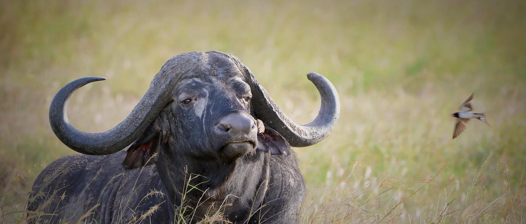 Kaapse buffel (Afrikabuffel) (Syncerus caffer aequinoctialis), 2 of 2
