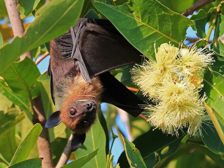 Indischer Flughund (Riesentempelfledermaus) (Pteropus giganteus)