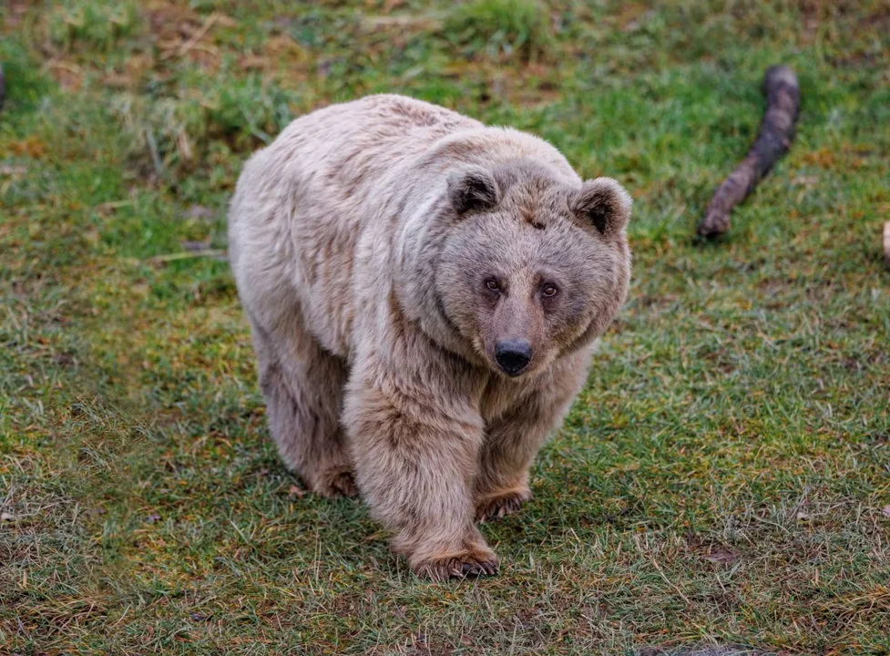 Photo of Սուրիական արջ (Սիրիական արջ) (Ursus arctos syriacus)