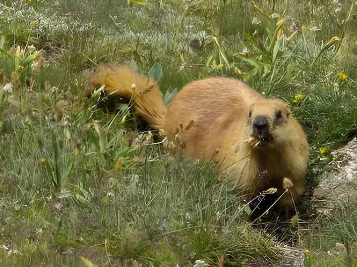 Langschwanzmurmeltier (Gelbwangenziesel) (Marmota caudata)
