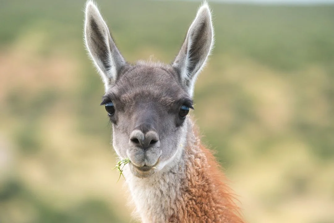 Guanako (Lama guanicoe)