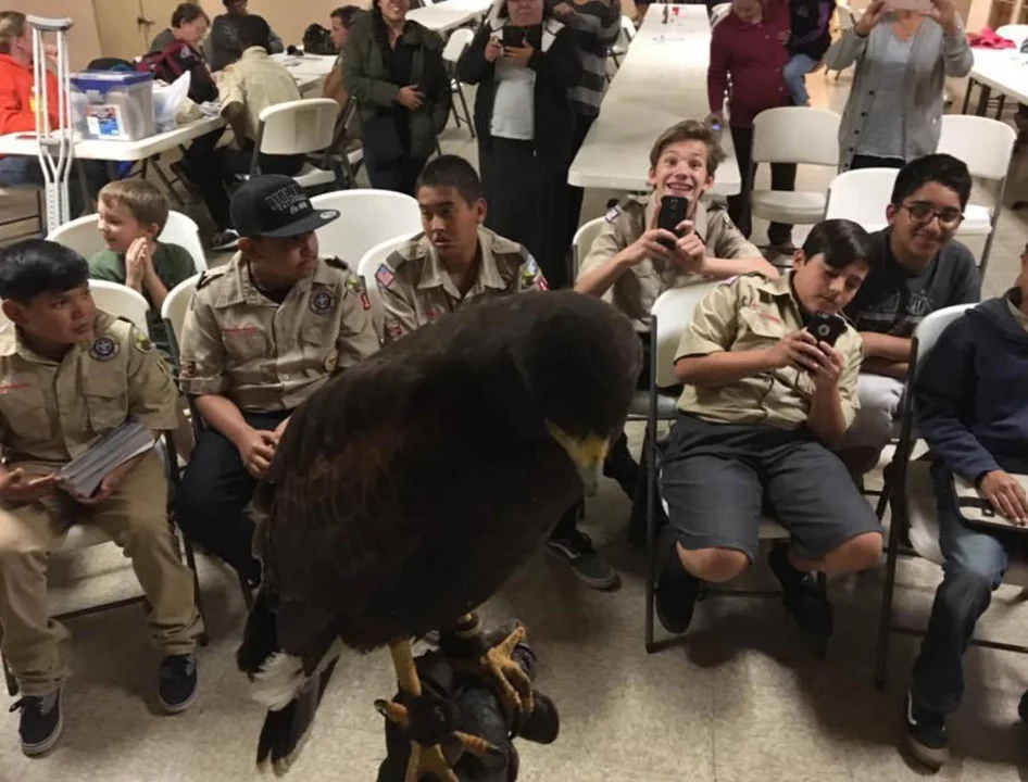 The California Hawking Club was formed in 1971 by a small group of dedicated falconers to preserve and promote the public image of the art of Falconry, to assist in the conservation of birds of prey, and to collect and disseminate information through its publications.